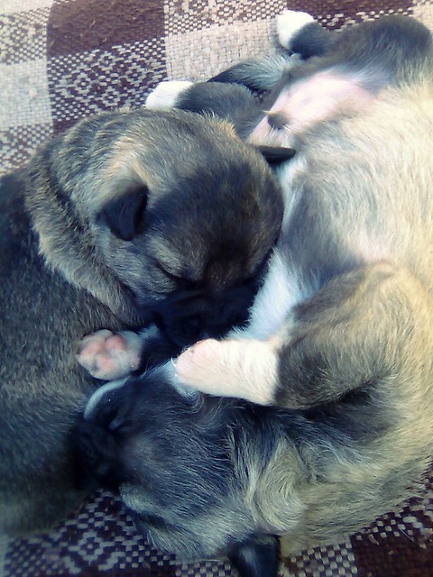 farcik i prezes
