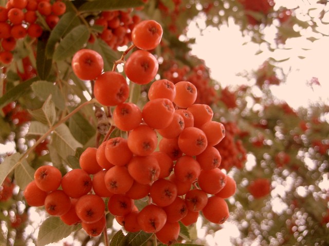 Wpis colorfulbutton