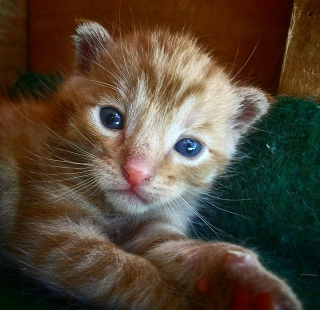 Tygrysek ;)