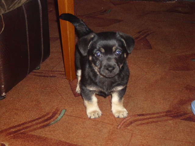 Mj Piesio:**
