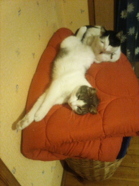 Kociuby na kodrze :P