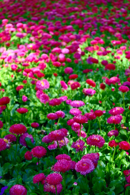 Flowers :)