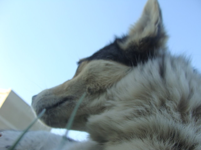 max