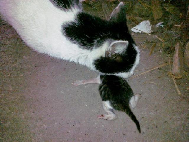 Kicia ;*