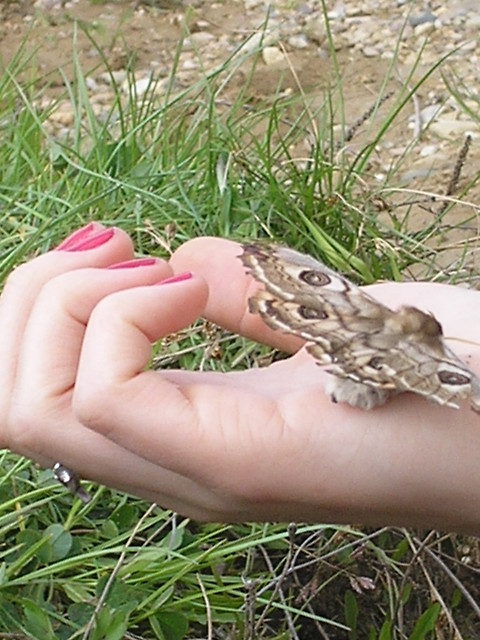 < 3 motylekkk .. 