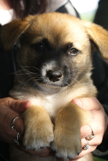 Frodo