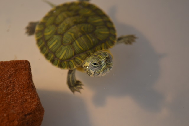 Franklin 