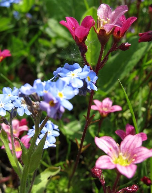 forget-me-not