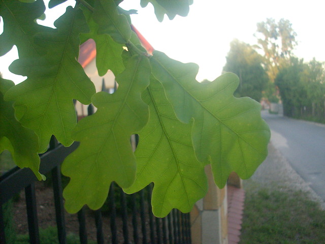 Wpis sylwiatko1