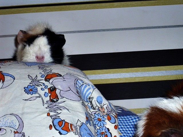 Wpis mryka2