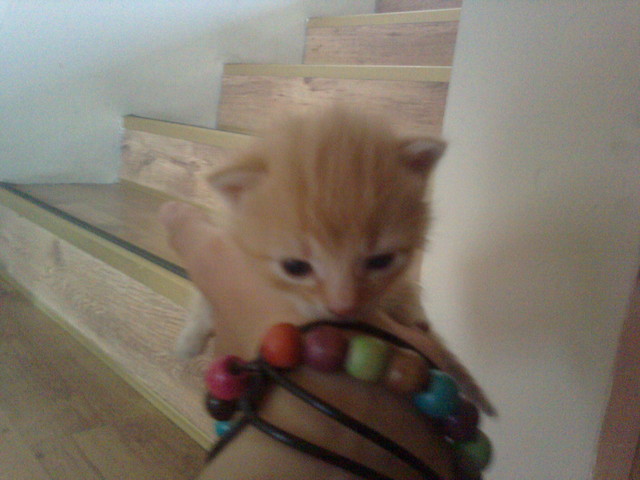 Ruda bestia ;D