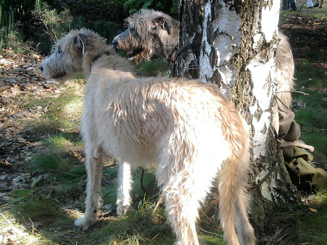 7. Charty.