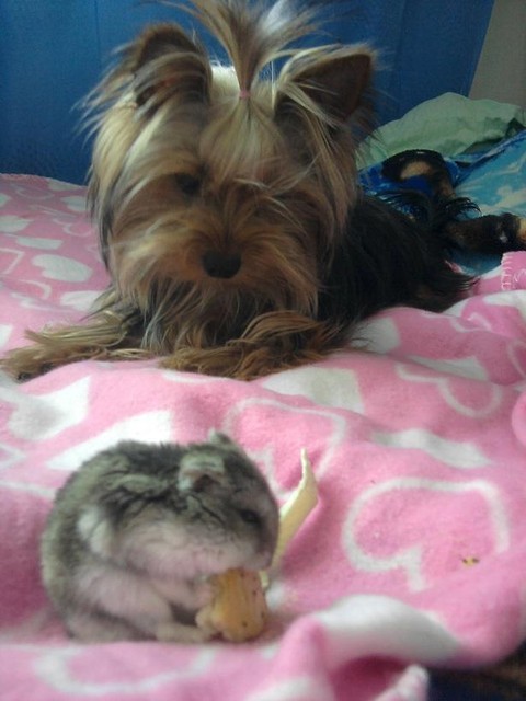 Furia & Misu