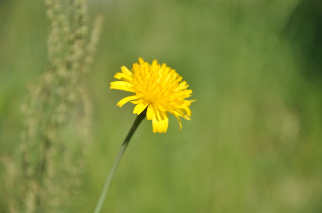 Nikon D5000
