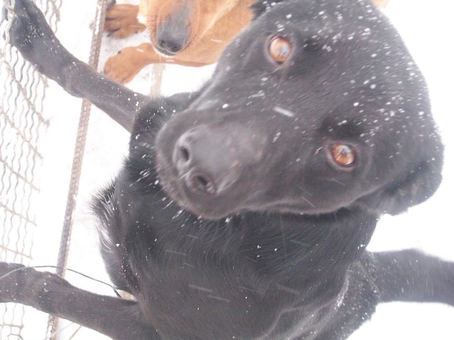 Piesek:) 