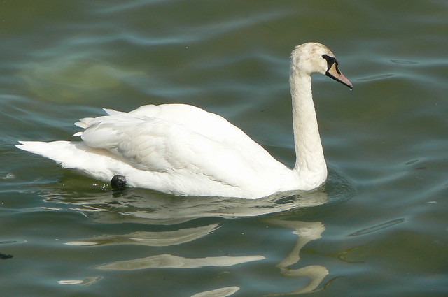 Chleboerca