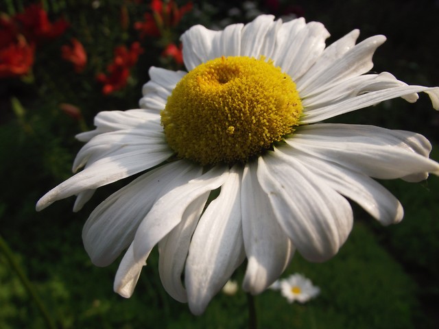 Wpis moonflower94