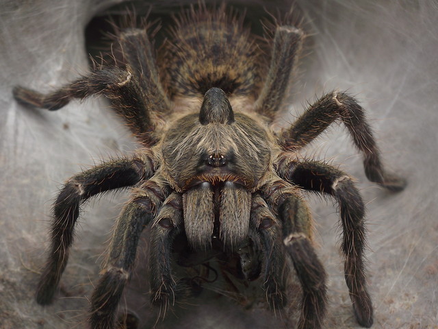 Ceratogyrus darlingi