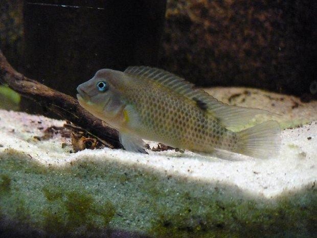 Garbacz  chemiasty S.casuarius