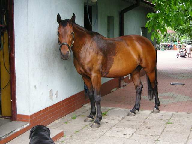 Malwa