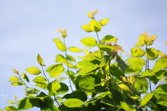 Wpis nerdii