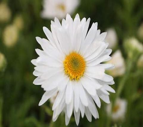 aster