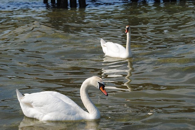 Sopot