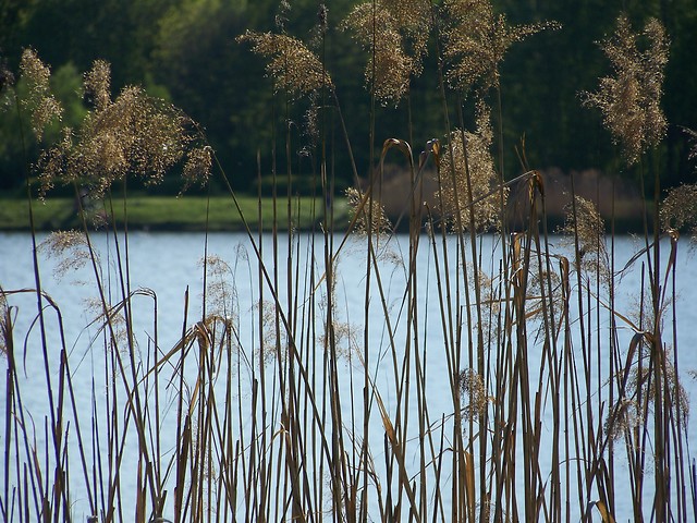 Rozkwitajca dolina