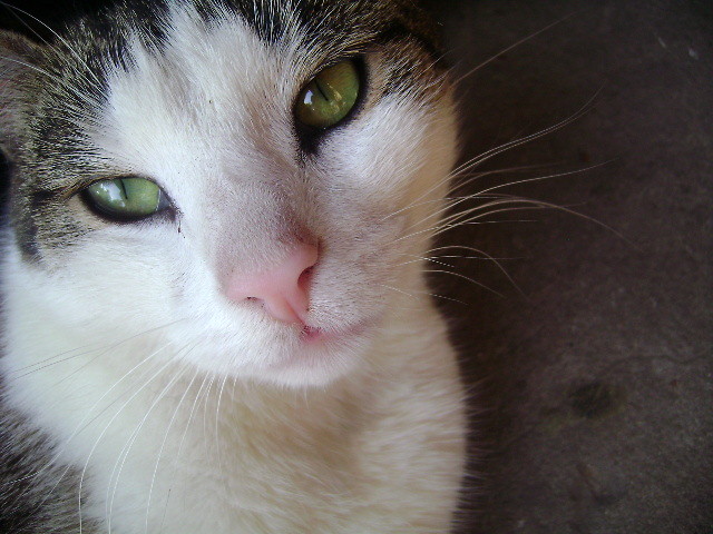 Kocie oczy.