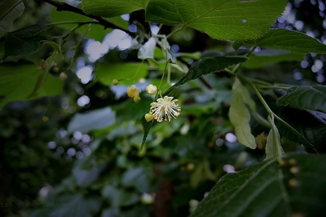 Wpis leonadiosia