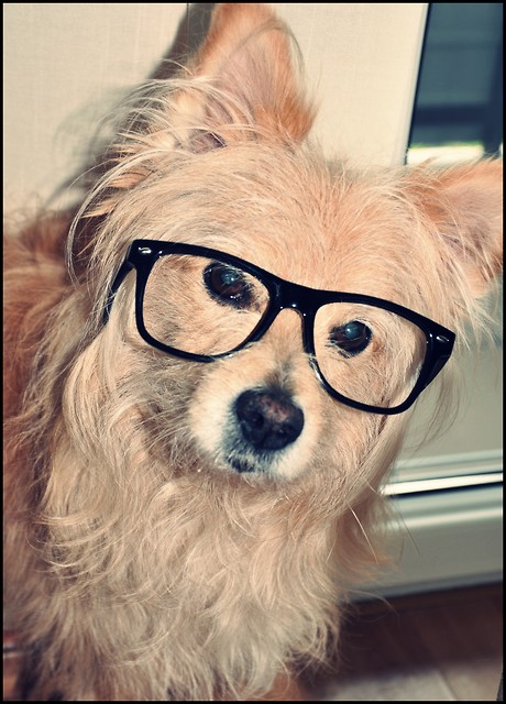 DOGGGGIE . ;  >