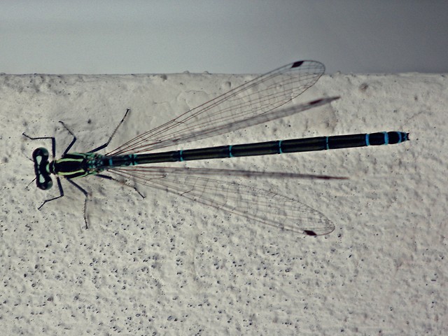 Waka