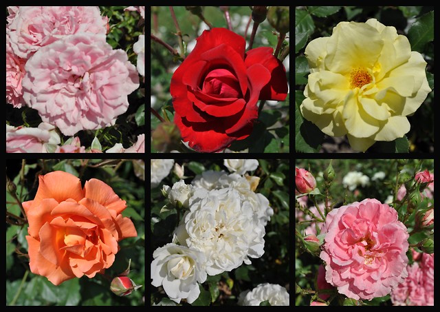 Roses