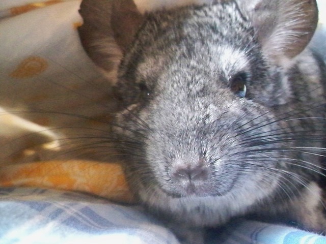 I Love My chinchillas