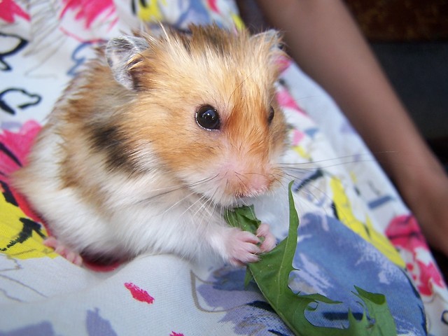 Pets