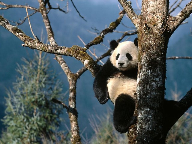 Siedzi Panda