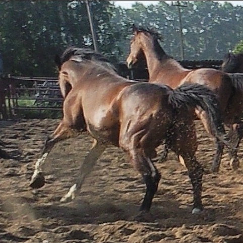 Nasiba.