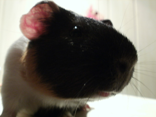 winek 