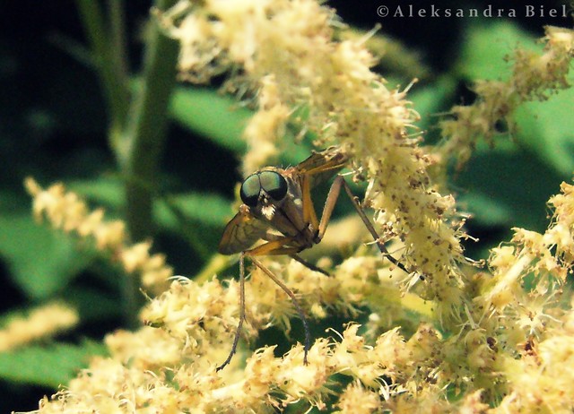 Wpis aleksandraphotography