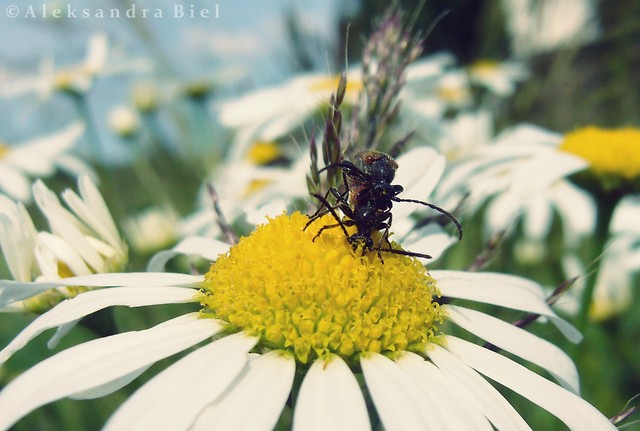 Wpis aleksandraphotography