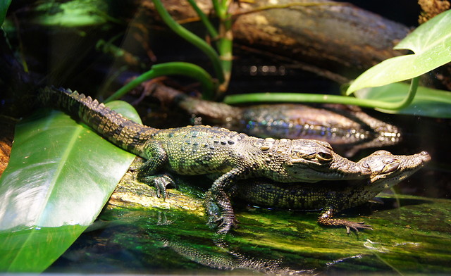 Das Krokodil