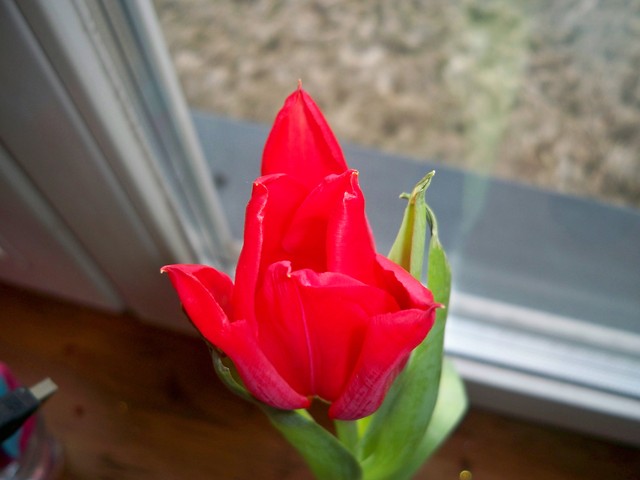 Tulipanek