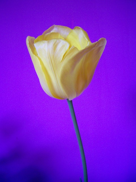 Tulipan z moejego ogrodu