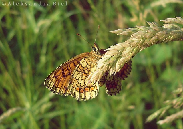 Wpis aleksandraphotography