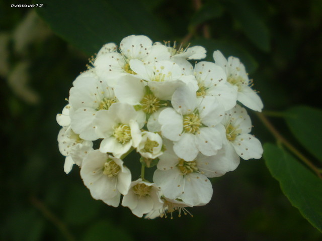 7.