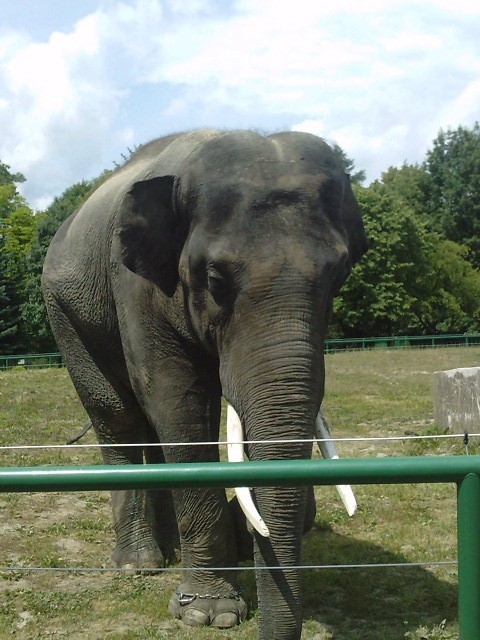 Wypad do ZOO