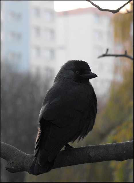 Omen? ;)