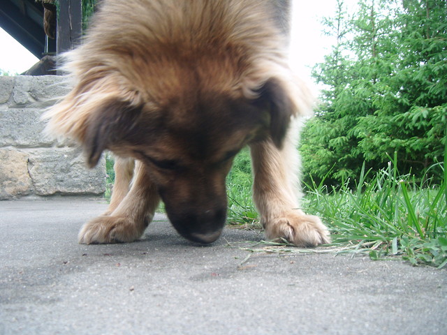Inka ;d 