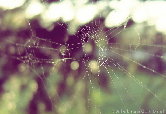Wpis aleksandraphotography
