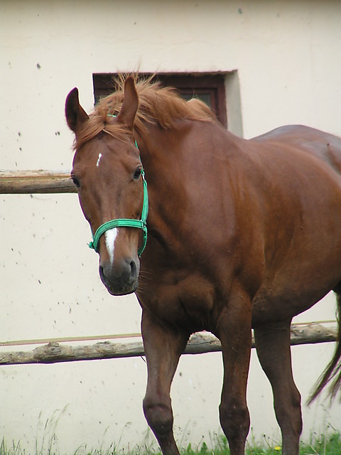 Wpis horsemanship12